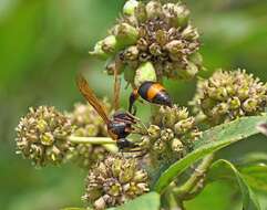 Слика од Oreumenes decoratus (Smith 1852)