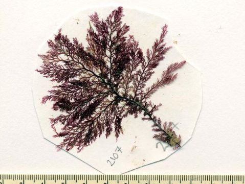 Image of <i>Plocamium microcladioides</i>