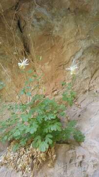 Image of Mancos columbine