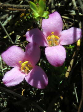 Image of Greater mountain carnation