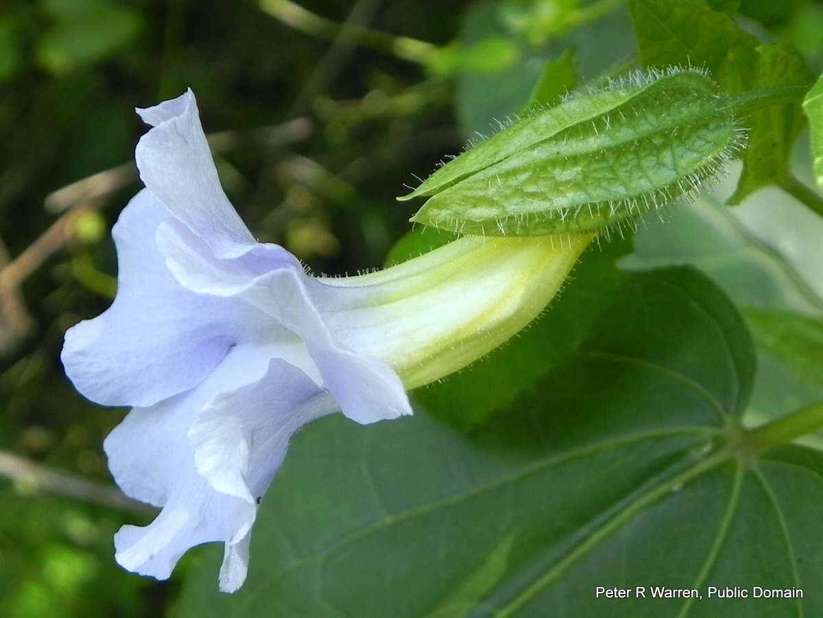 Image of Thunbergia natalensis Hook.