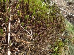 Image de Selaginella arenicola subsp. riddellii (Van Eselt.) B. Tryon