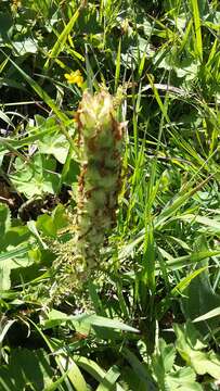 Image of Pedicularis sibthorpii Boiss.