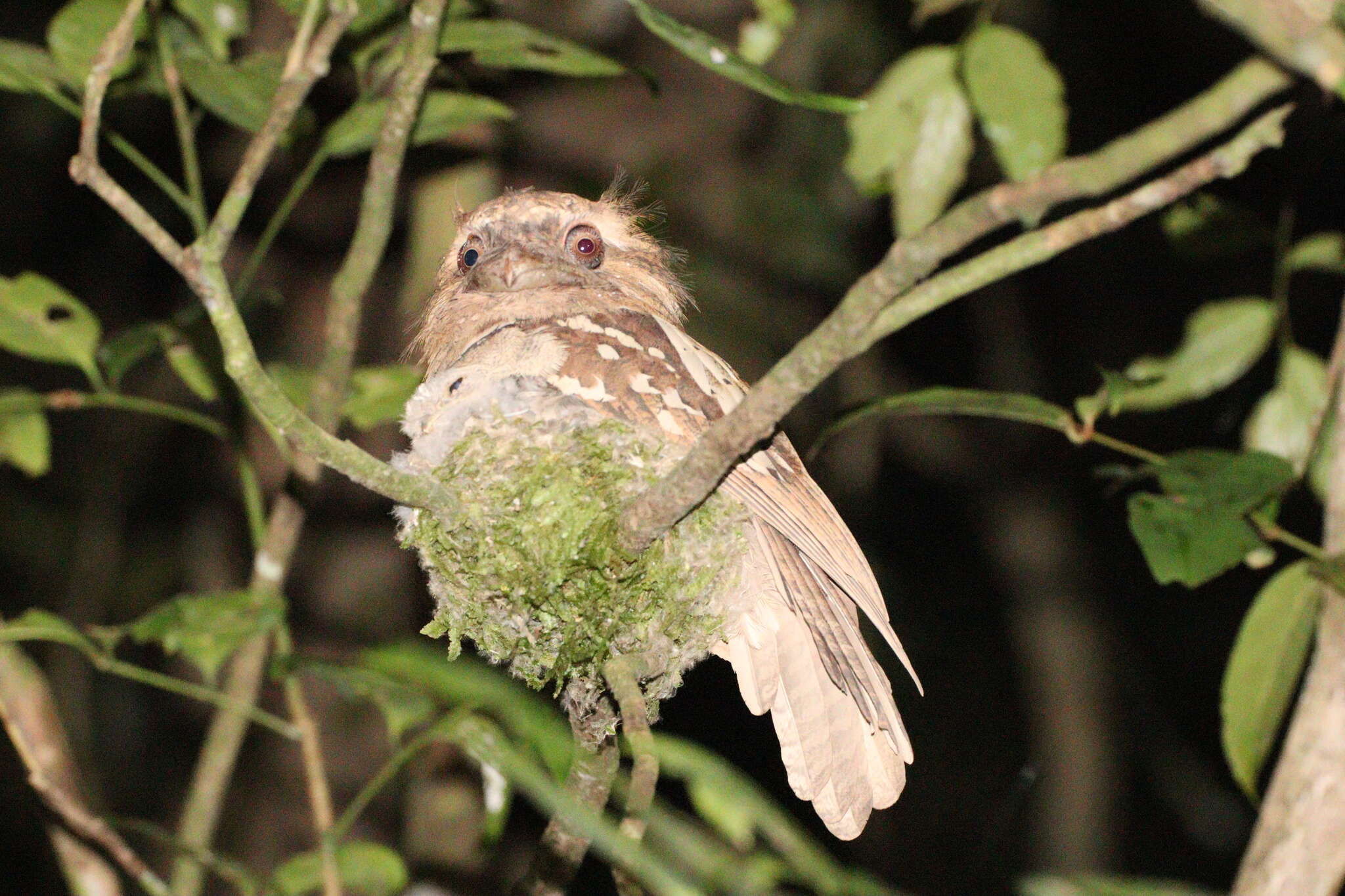 Image of Philippine Frogmouth