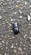 Image of Dorcus hirticornis clypeatus Benesh 1950