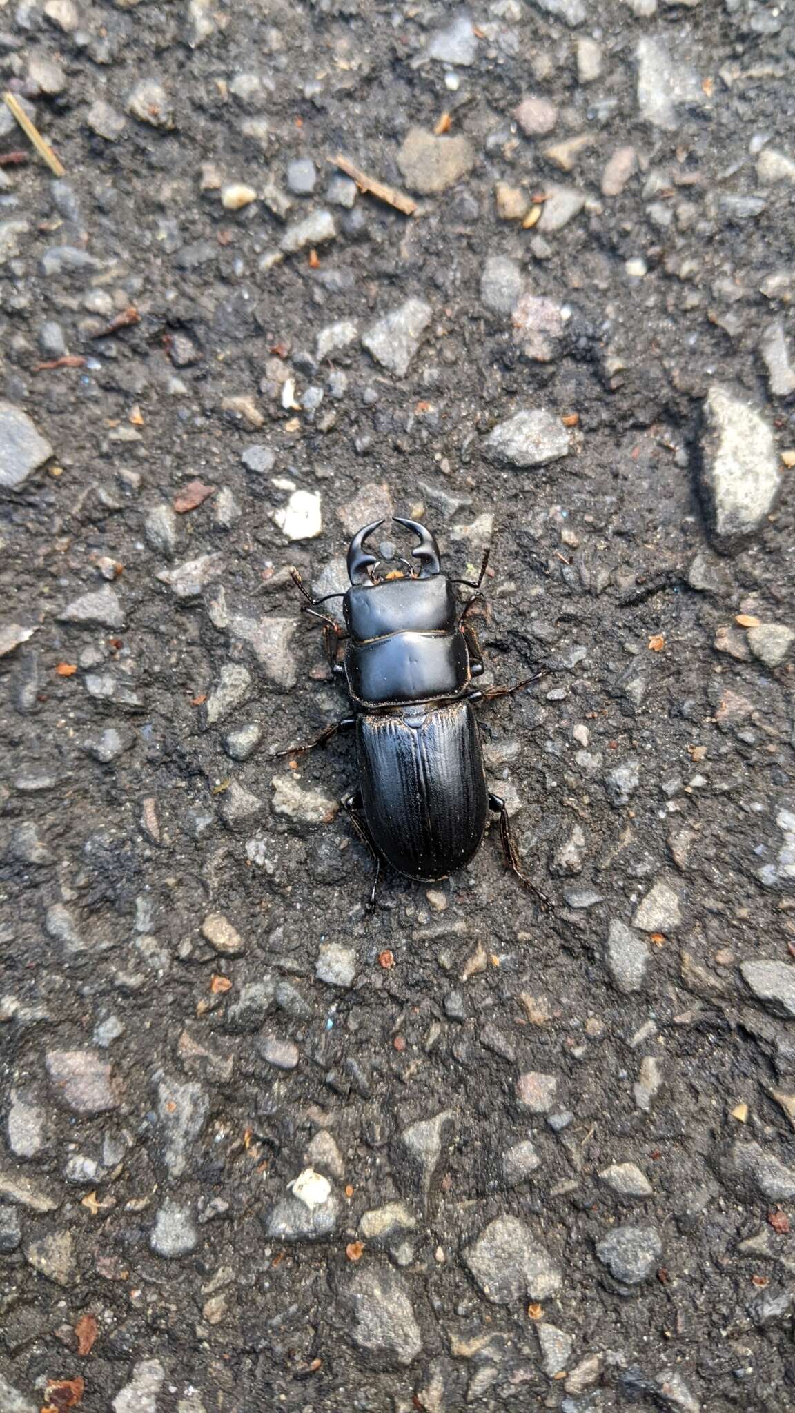 Image of Dorcus hirticornis clypeatus Benesh 1950