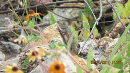 Sceloporus gadoviae Boulenger 1905 resmi