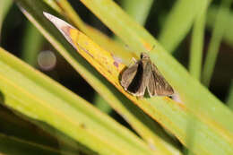 Image of Neamathla Skipper