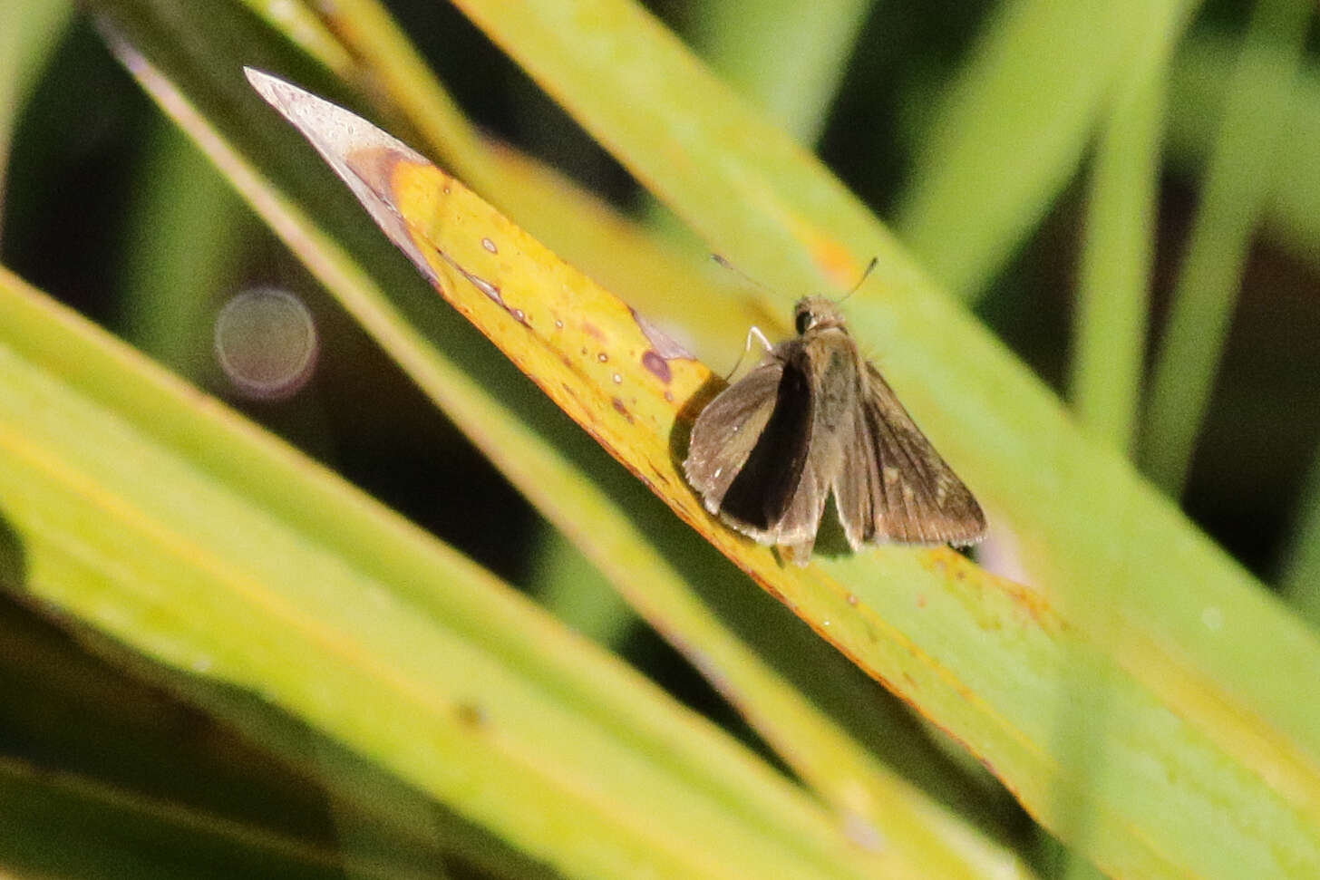 Image of Neamathla Skipper