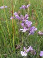 Слика од Euphrasia caudata (J. H. Willis) W. R. Barker