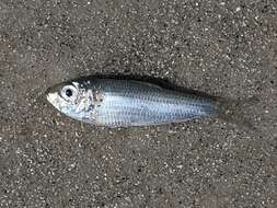 Image of Guiana Herring