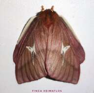 Image of Cerodirphia speciosa (Cramer 1777)
