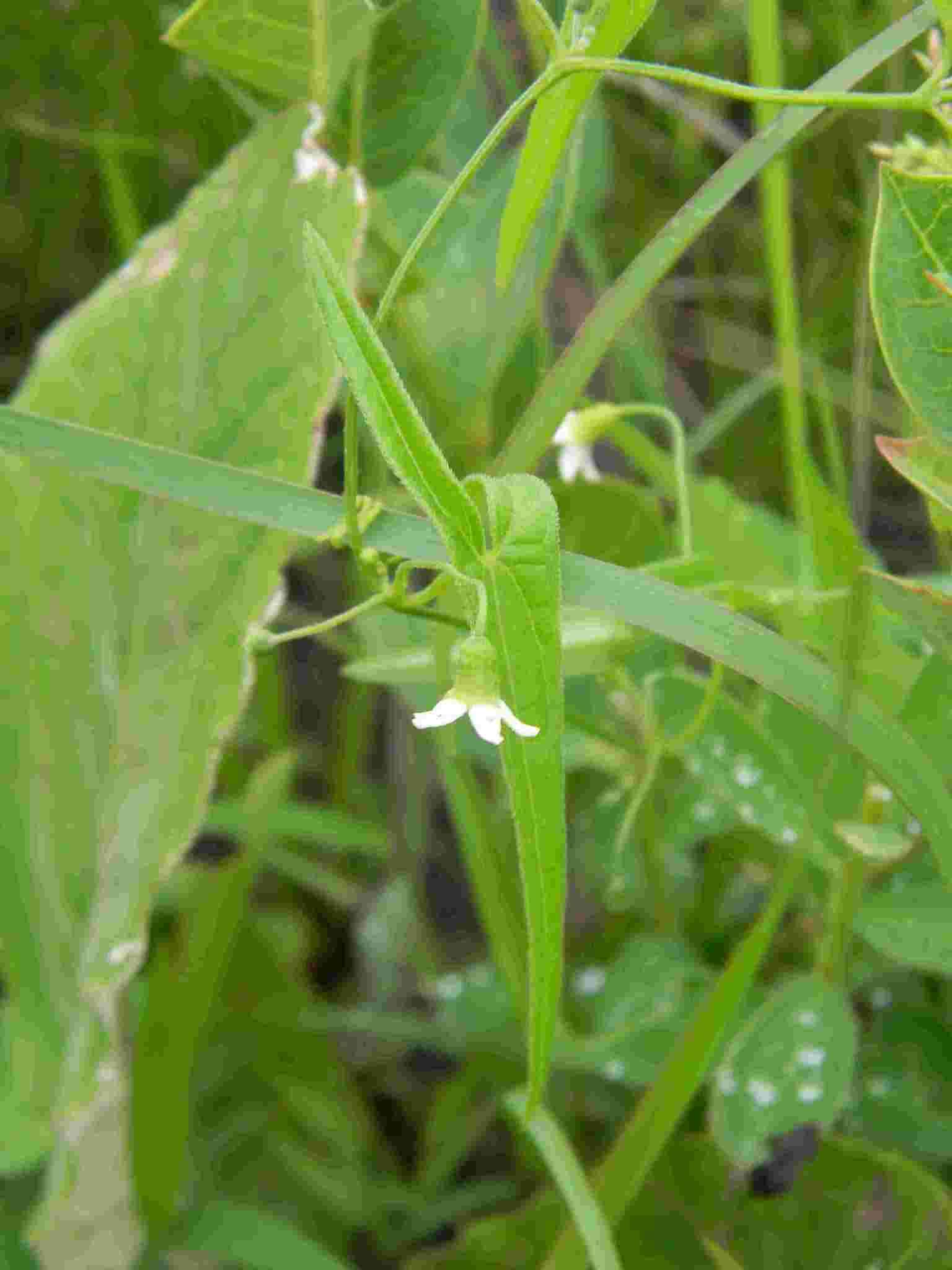 Image of Trochomeria sagittata (Harv. ex Sond.) Benth. & Hook. fil.