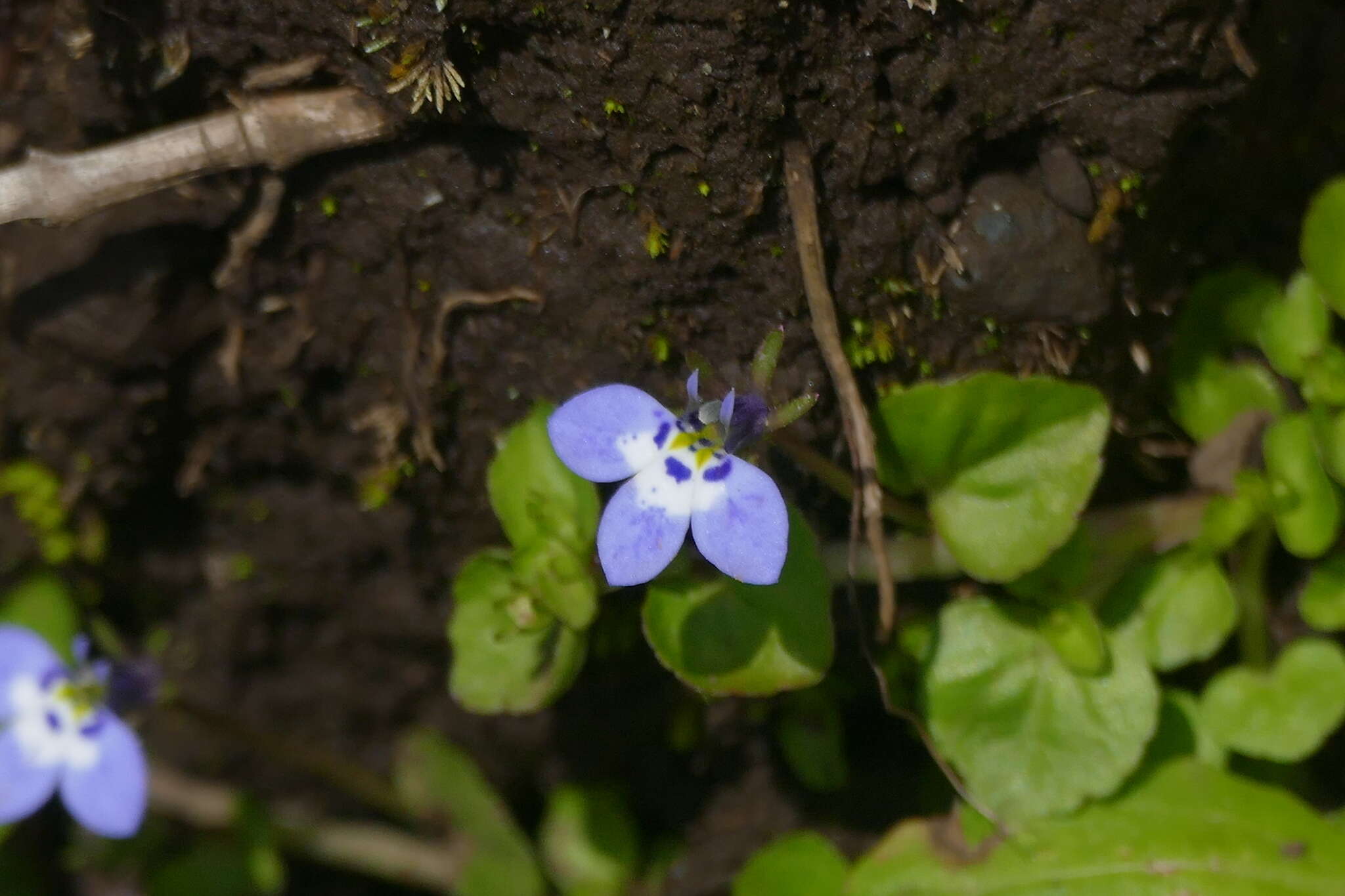 Image of Lobelia erlangeriana Engl.