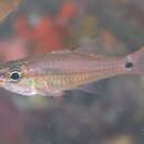 Image of Linespot cardinalfish