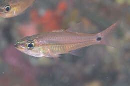 Image of Linespot cardinalfish