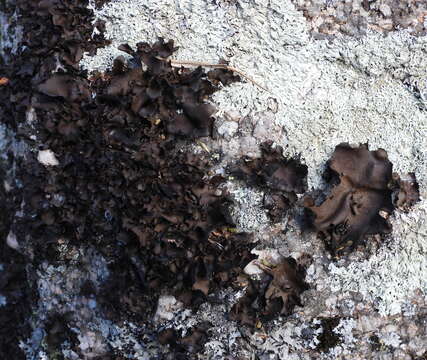 Image of Petalled Rock Tripe Lichen