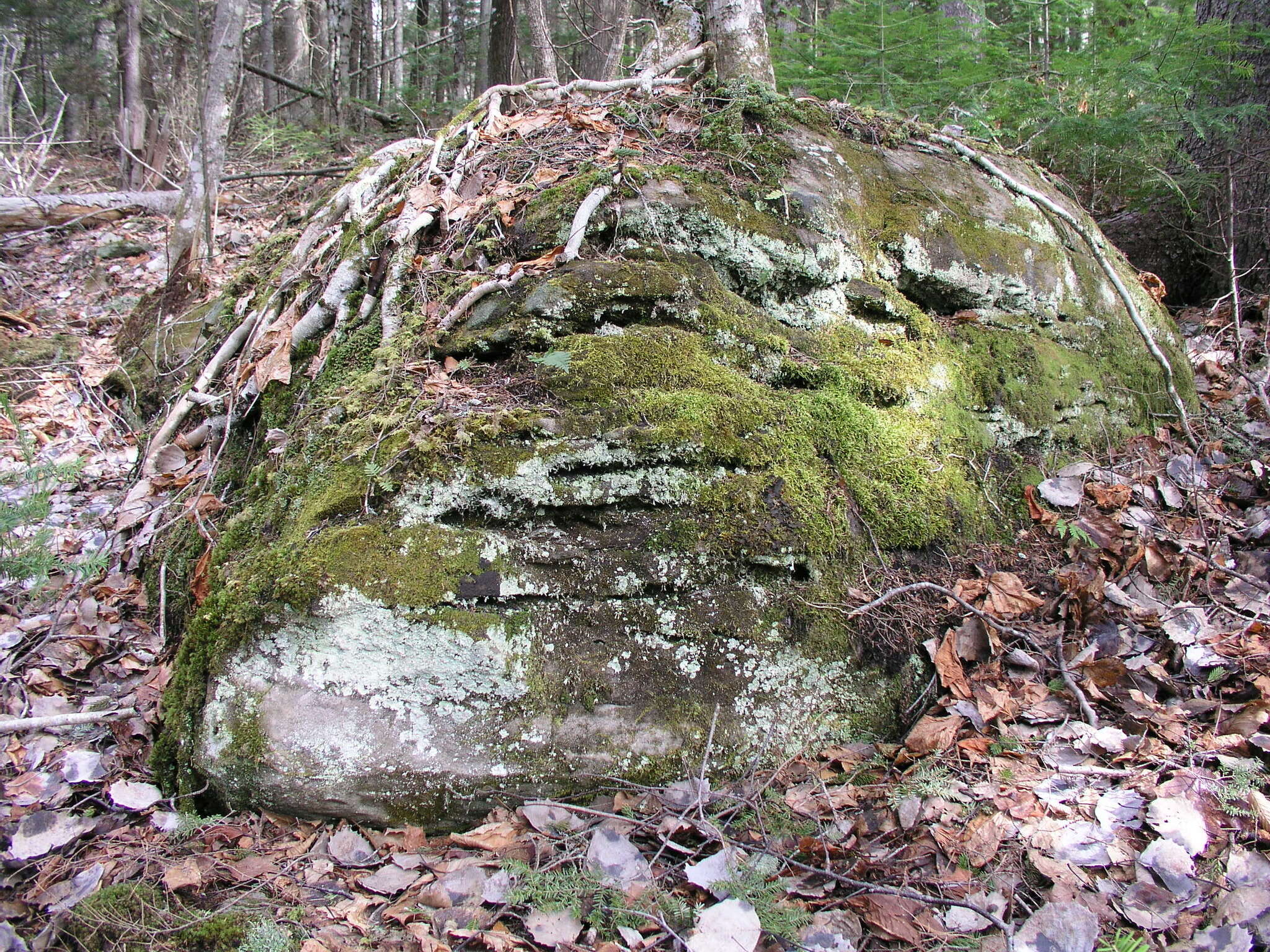 Image of Vahliella leucophaea (Vahl) P. M. Jørg.