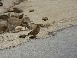 صورة Cinclodes comechingonus Zotta & Gavio 1945