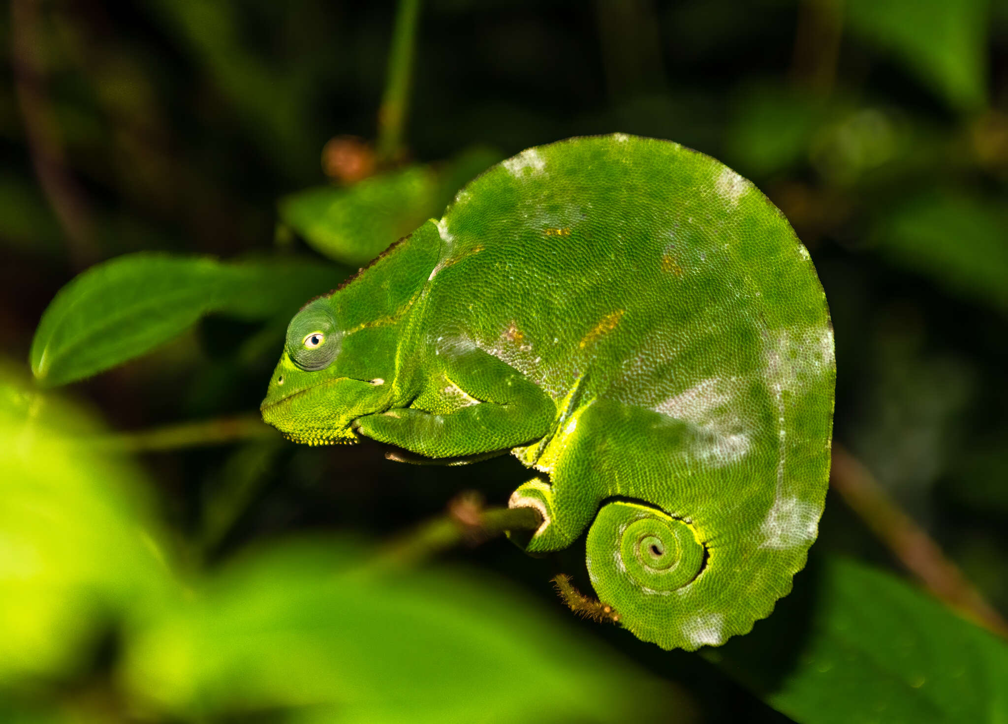 Image of Usambara Three-Horned Chameleon