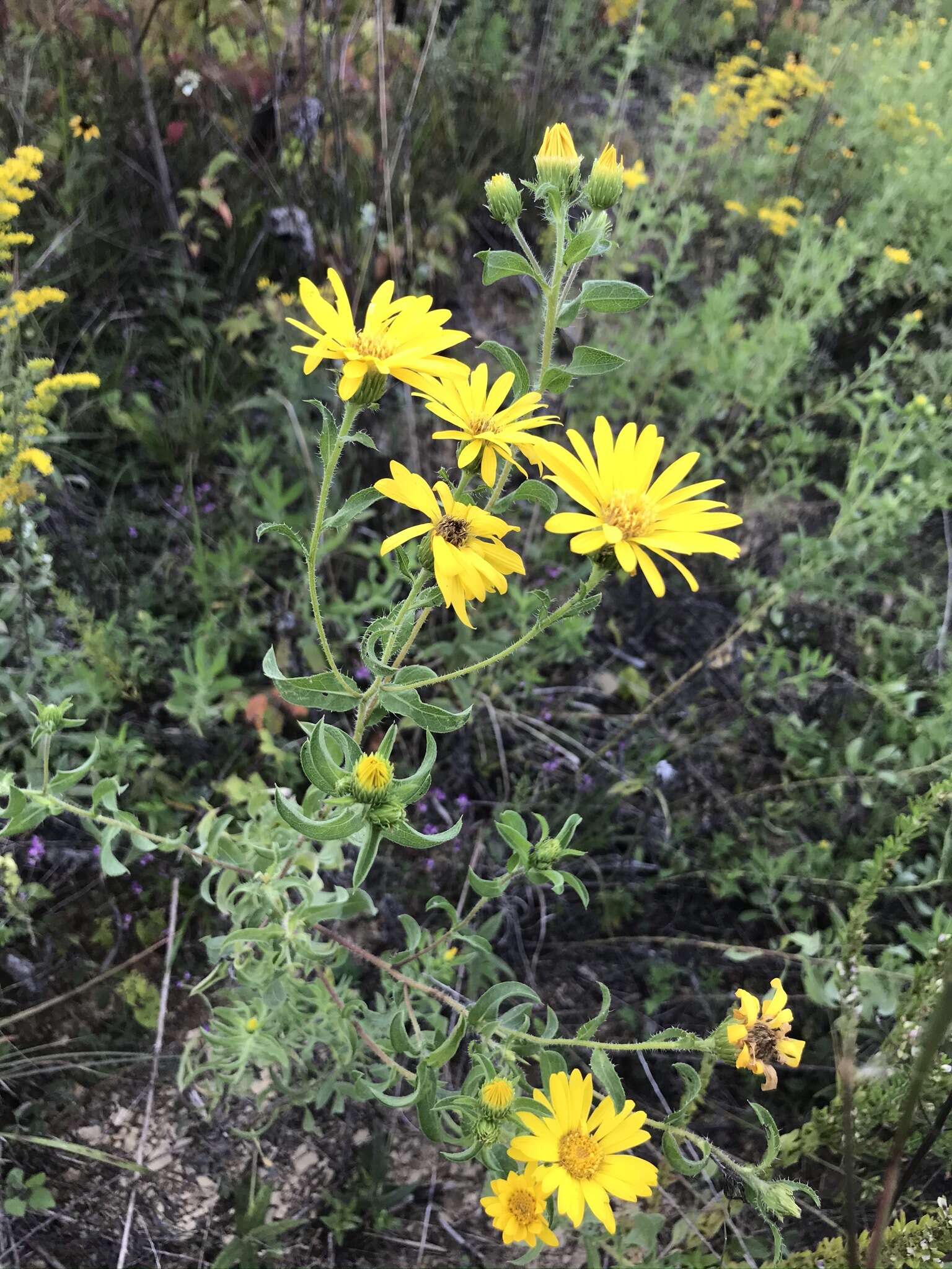 Image of Heterotheca camporum var. glandulissima