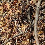 Image of palm leaf fan-throated lizard