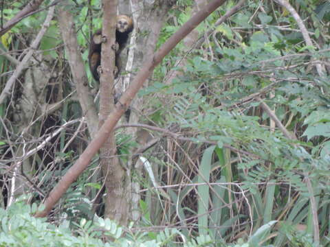 Imagem de Sagui-da-serra-claro