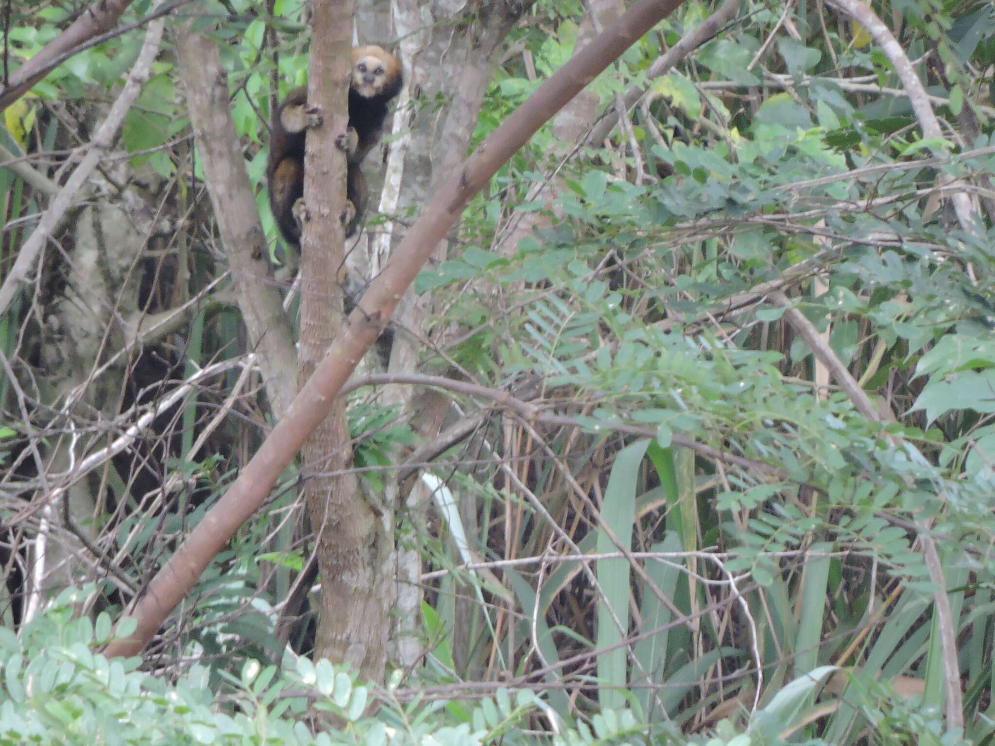 Image of Buffy-headed Marmoset