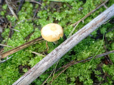 Image of Canary bryum moss