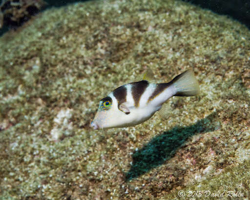 Слика од Canthigaster coronata (Vaillant & Sauvage 1875)