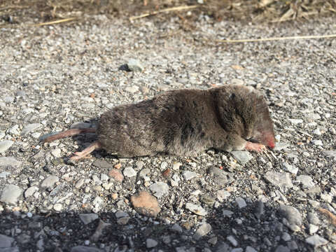 Image of American short-tailed shrew