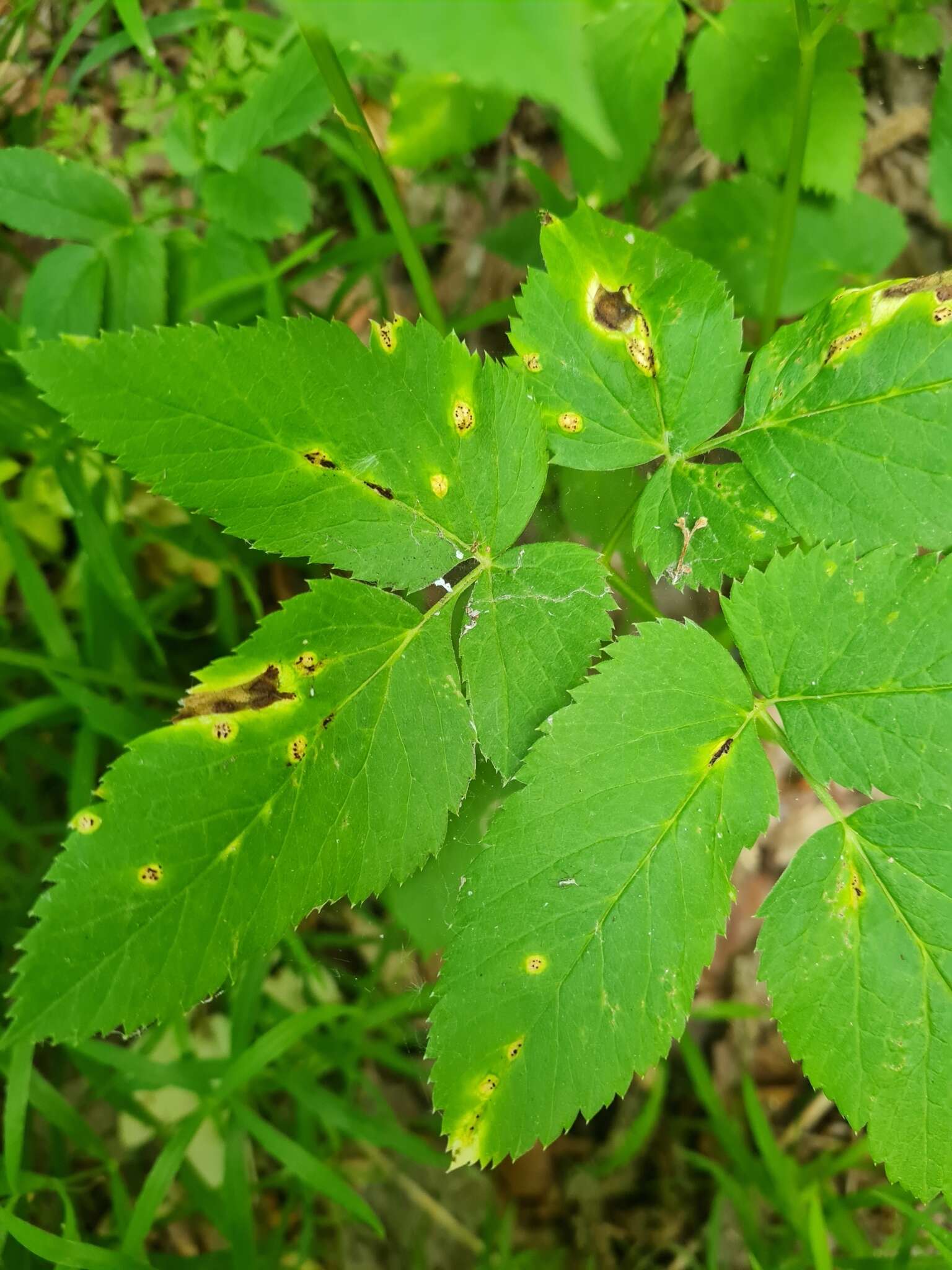 Imagem de Puccinia aegopodii (Schumach.) Link 1817