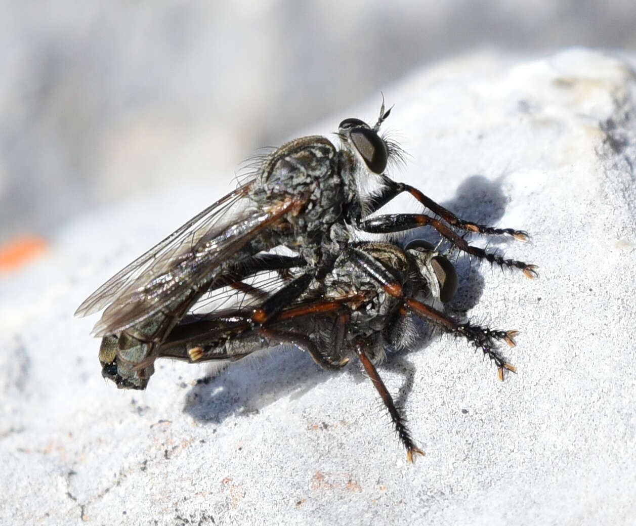 Image of Machimus callidus (Williston 1893)