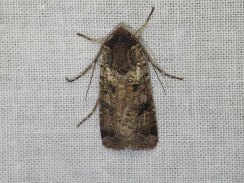 Image of Agrotis porphyricollis Guenée 1852