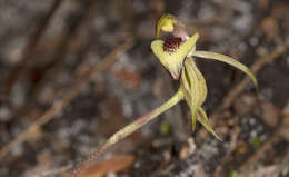 Image of Thick-lip spider orchid