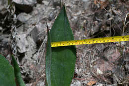 Слика од Agave maximiliana var. maximiliana