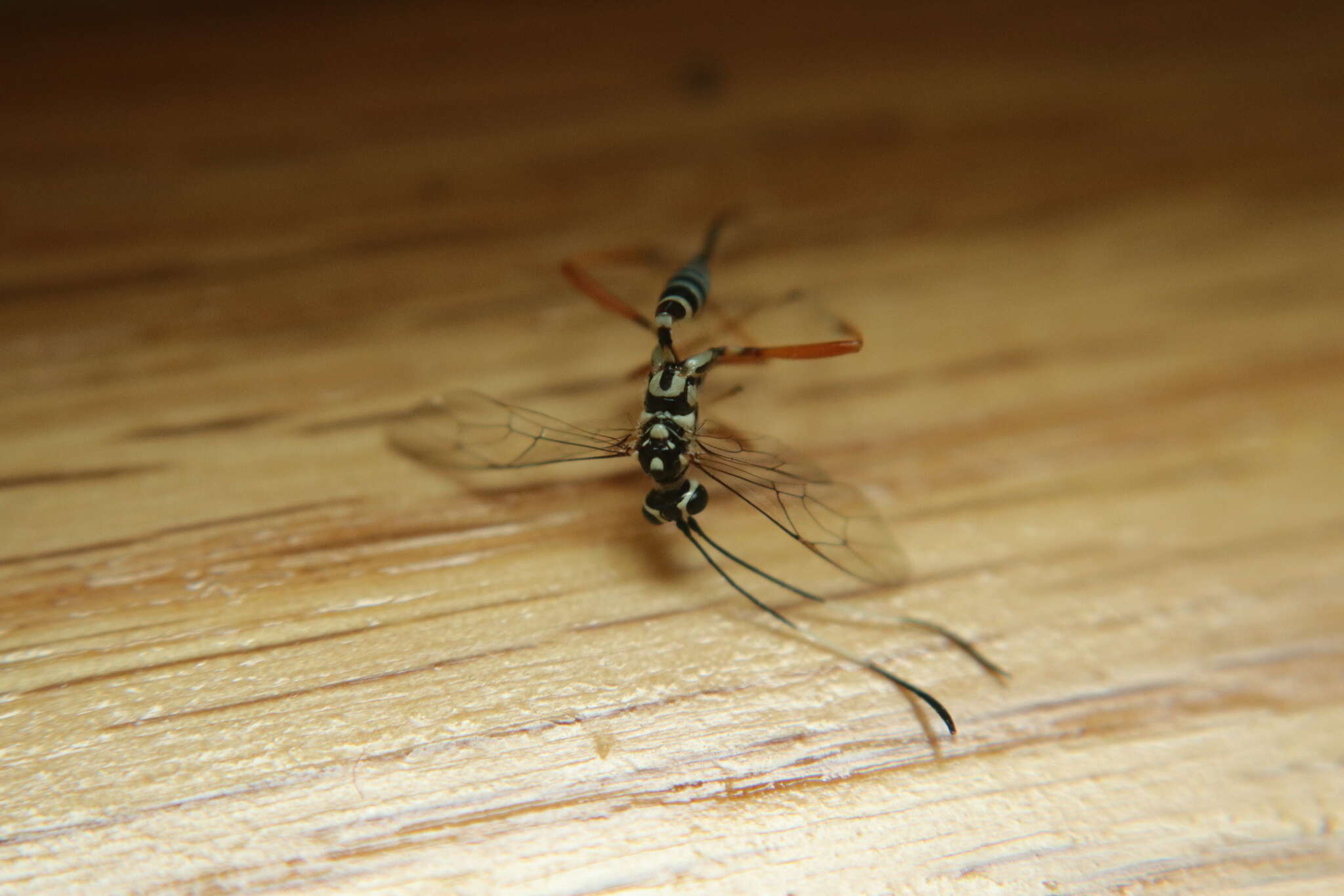 Imagem de Messatoporus compressicornis Cushman 1929