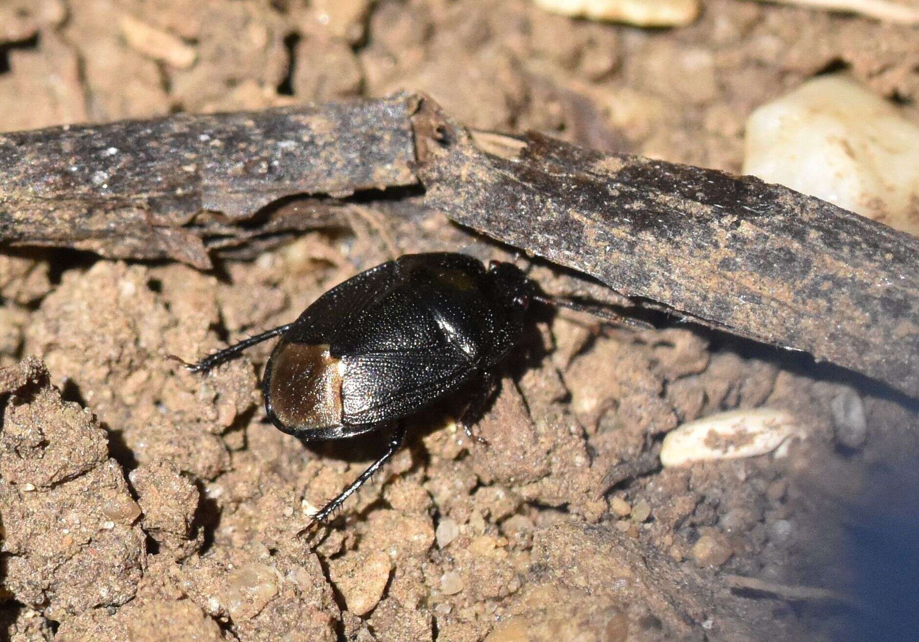 Image de <i>Sehirus luctuosus</i>