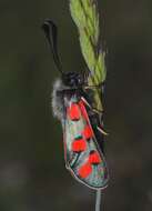 Image of Zygaena rhadamanthus Esper 1793