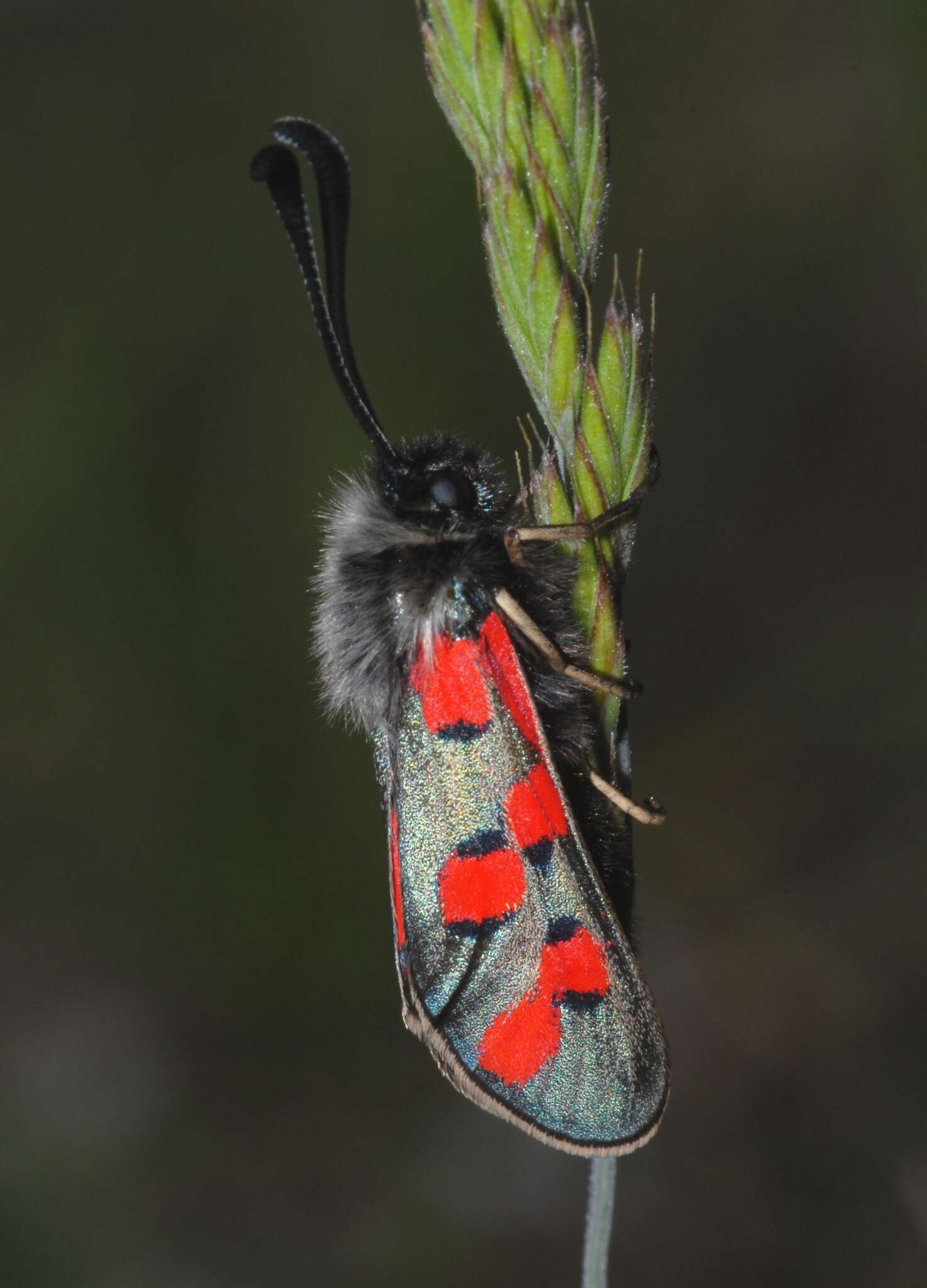 Image of Zygaena rhadamanthus Esper 1793