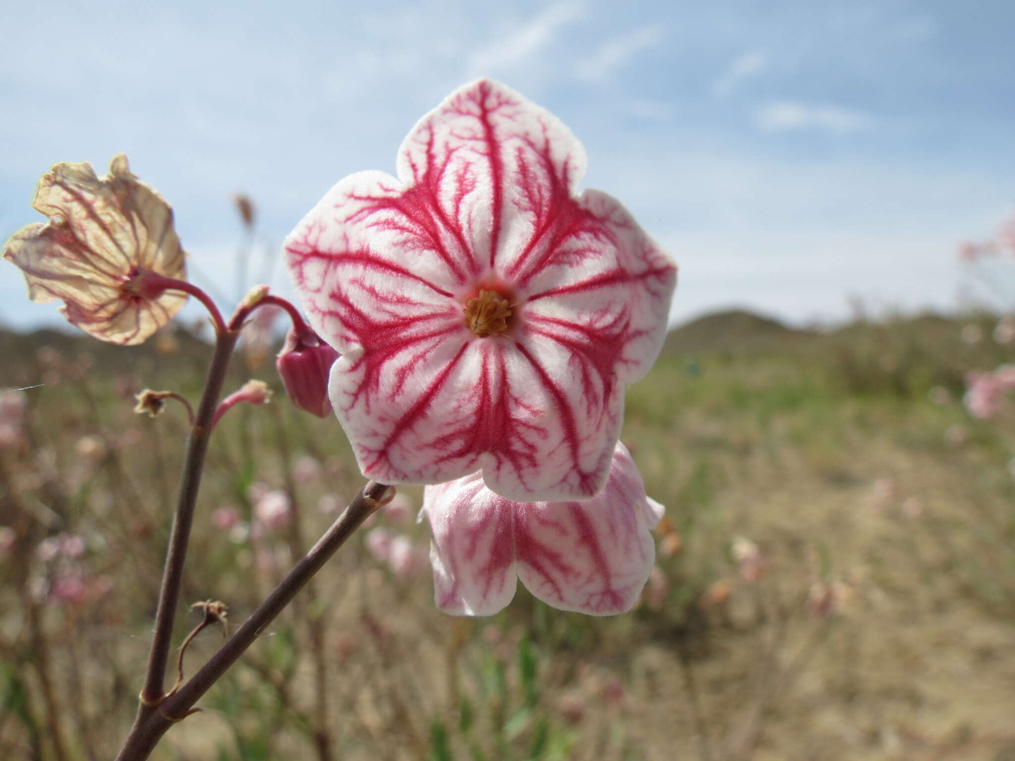 Poacynum pictum (Schrenk) Baillon的圖片