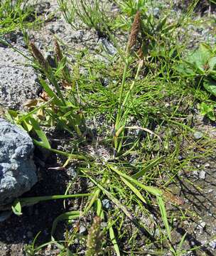 Imagem de Agrostis exarata Trin.