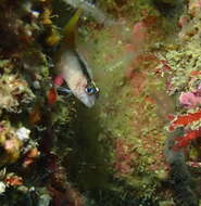 Image of Yellow-and-black Triplefin