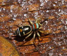 Image of Blue-banded Jumping Spider