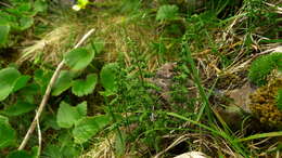 Image of Cystopteris tasmanica Hook.