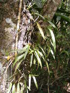 Imagem de Maxillaria parviflora (Poepp. & Endl.) Garay