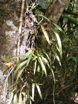 Image of purple tiger orchid