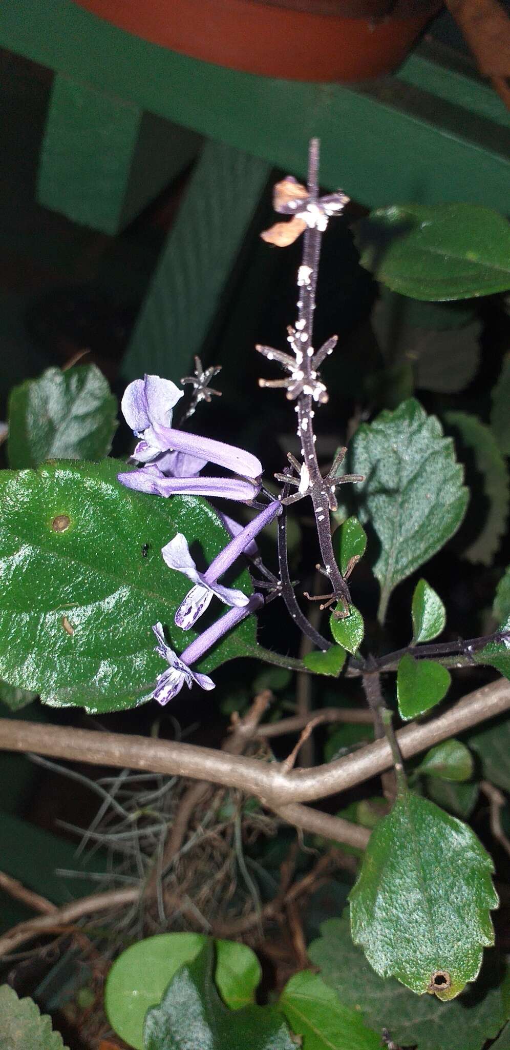 Image of Plectranthus zuluensis T. Cooke