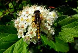 Image of Yellow-spotted Whiteface