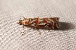 Image de Acrobasis porphyrella Duponchel 1836